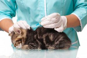 вакцина от лейкемии кошек