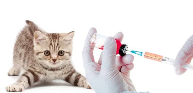 вакцина от лейкемии кошек - Ветволга
