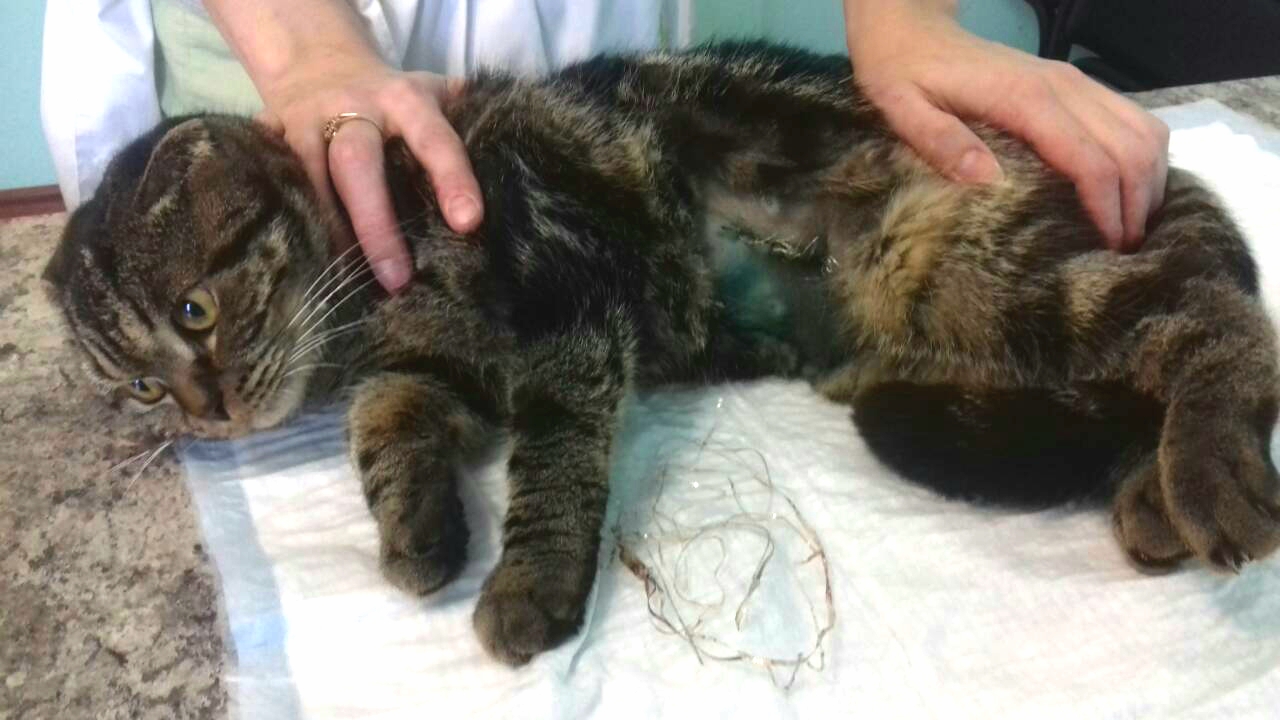 Диета Кошки После Операции На Кишечнике
